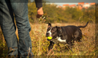 "Cardiff dog walking from Muddy Mutts, Puppy care" 